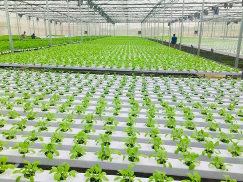 best hydroponic system for weed